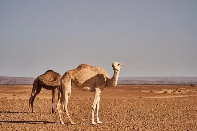 Les Meilleures Destinations Écotourisme à Explorer