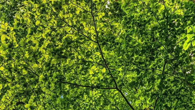 Les 10 Expériences de Voyage Écologiques à Ne Pas Manquer